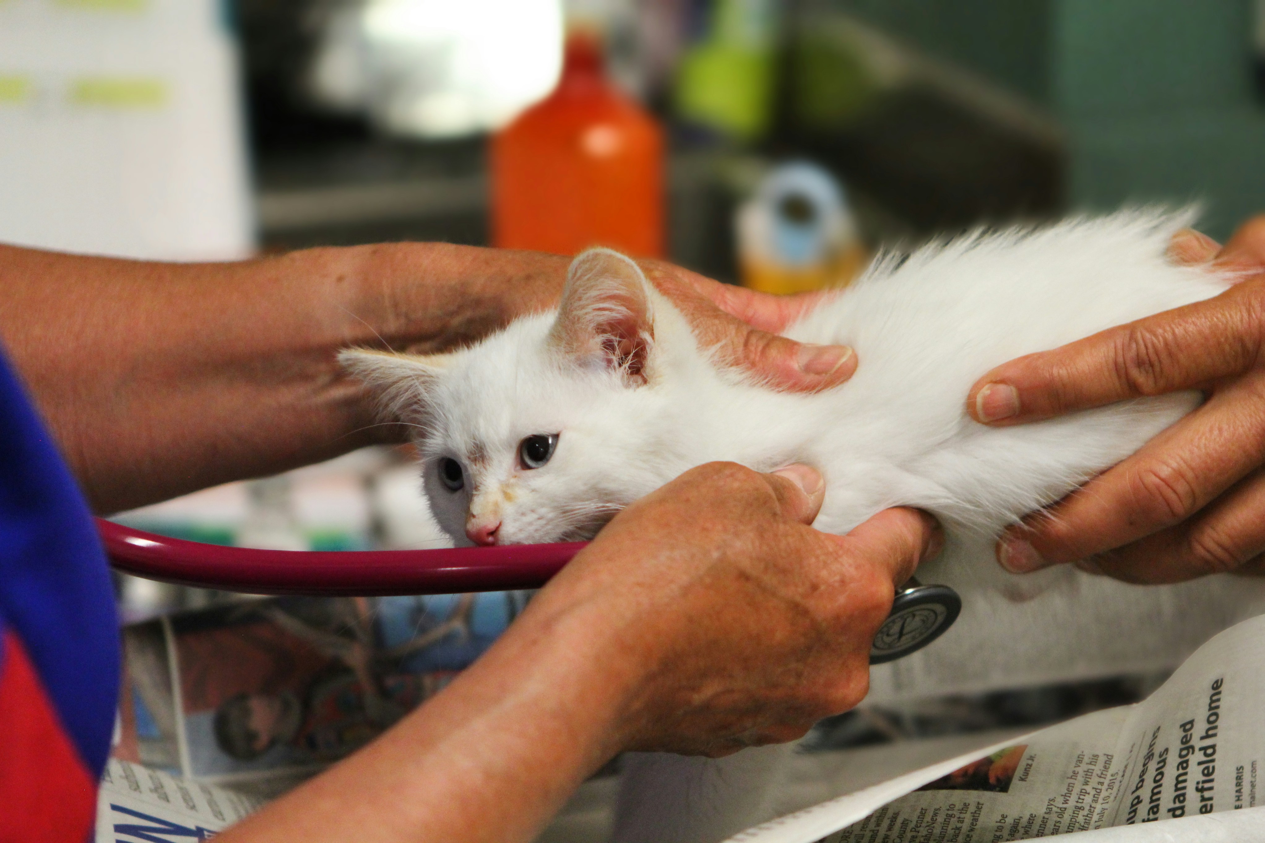 Pet in a laboratory setting